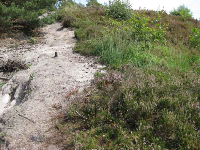 Lacerta Agilis e Zootoca Vivipara.